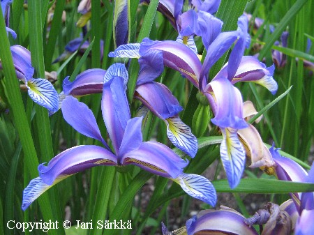 mtskurjenmiekka  -  grsiris - Iris graminea